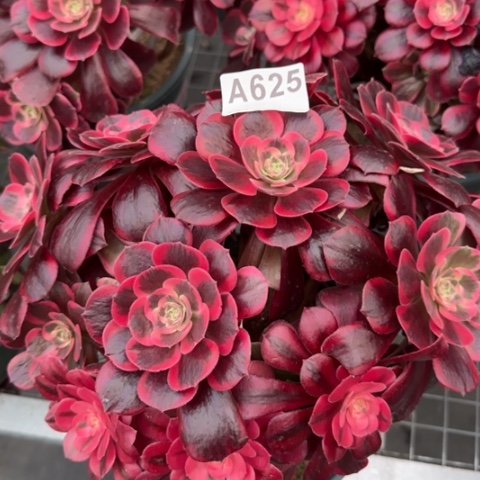 625凤冠25厘米左右