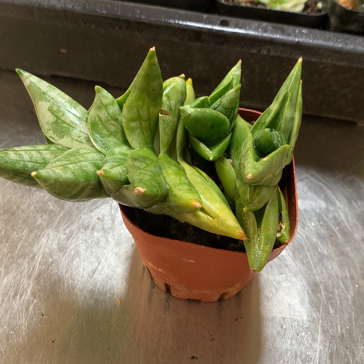 姬佛手一物一拍带盆