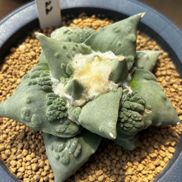 园艺仙人球/牡丹/实生怒涛/s22