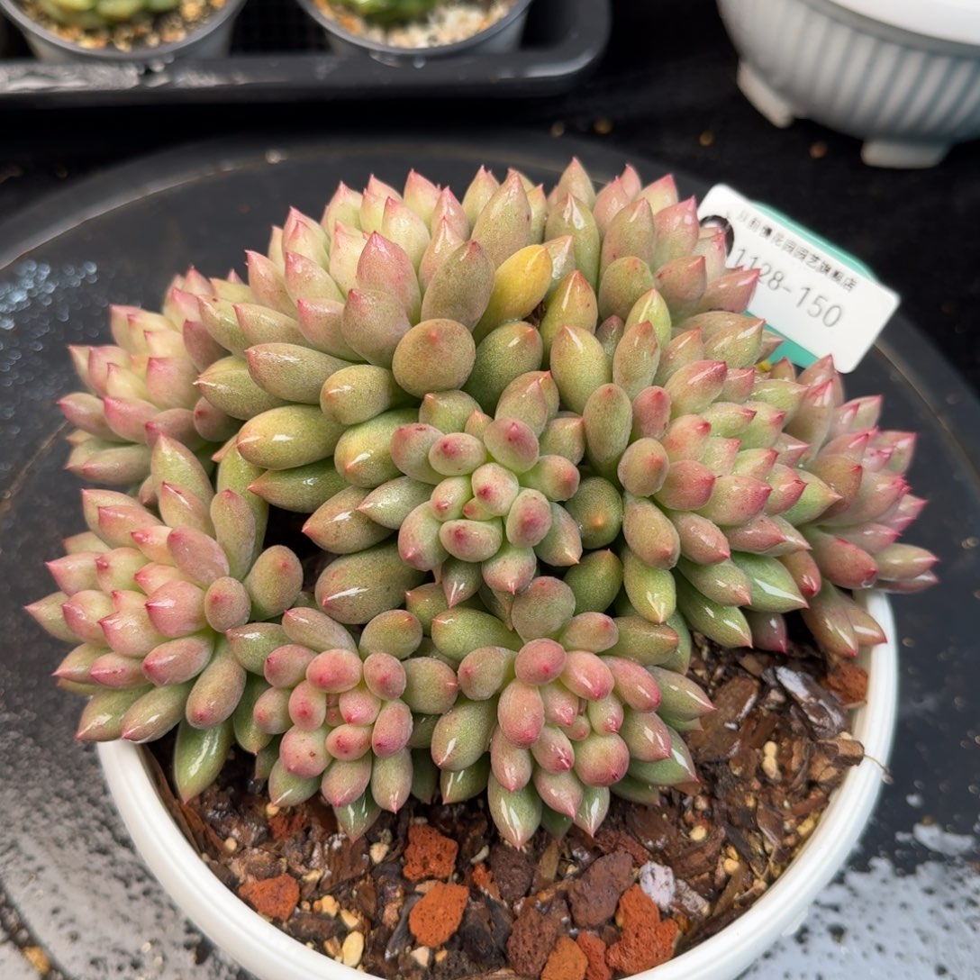 从前慢多肉精选编号1128.150