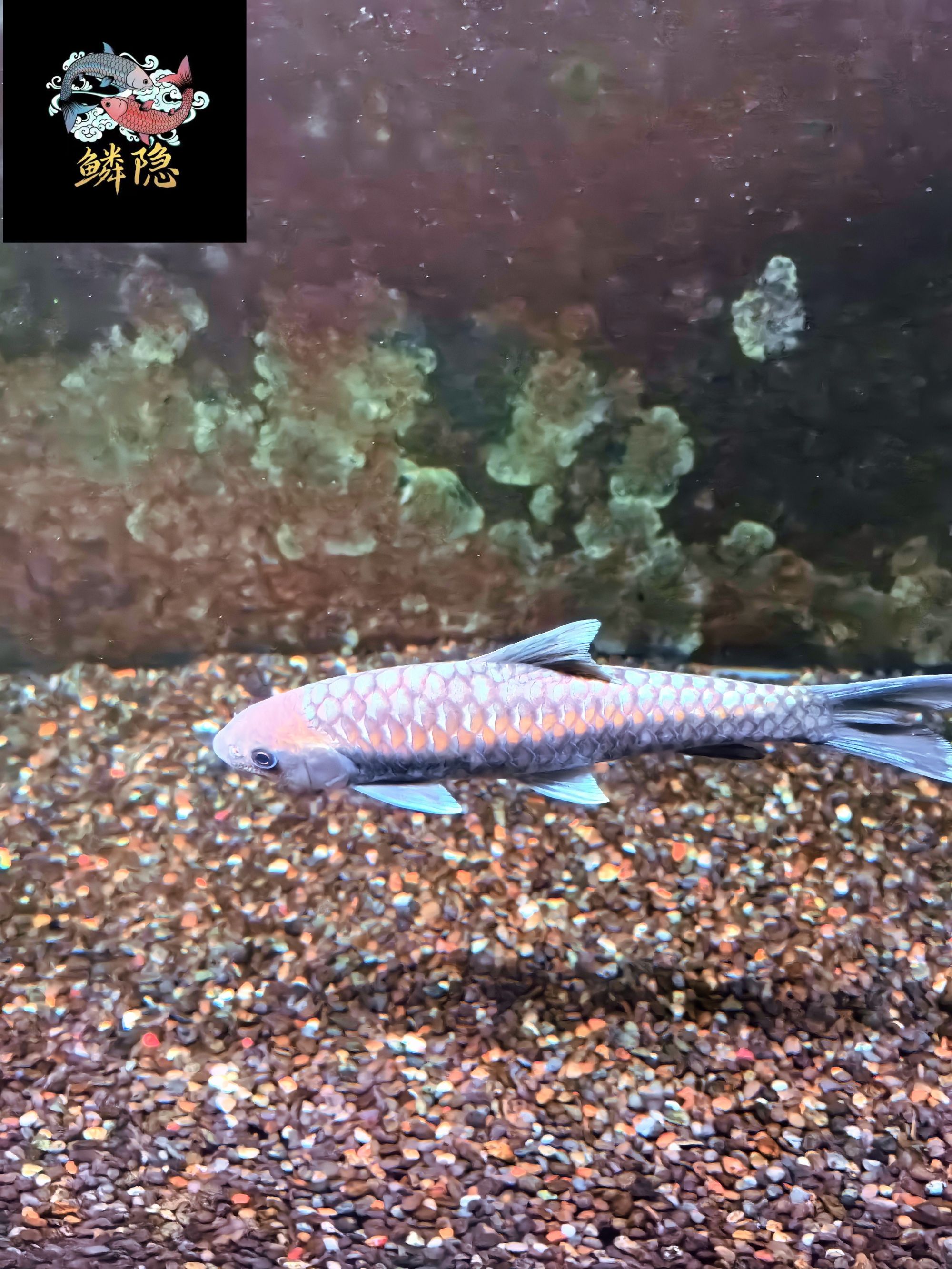 清水河保山蓝吉罗包发色观赏鱼