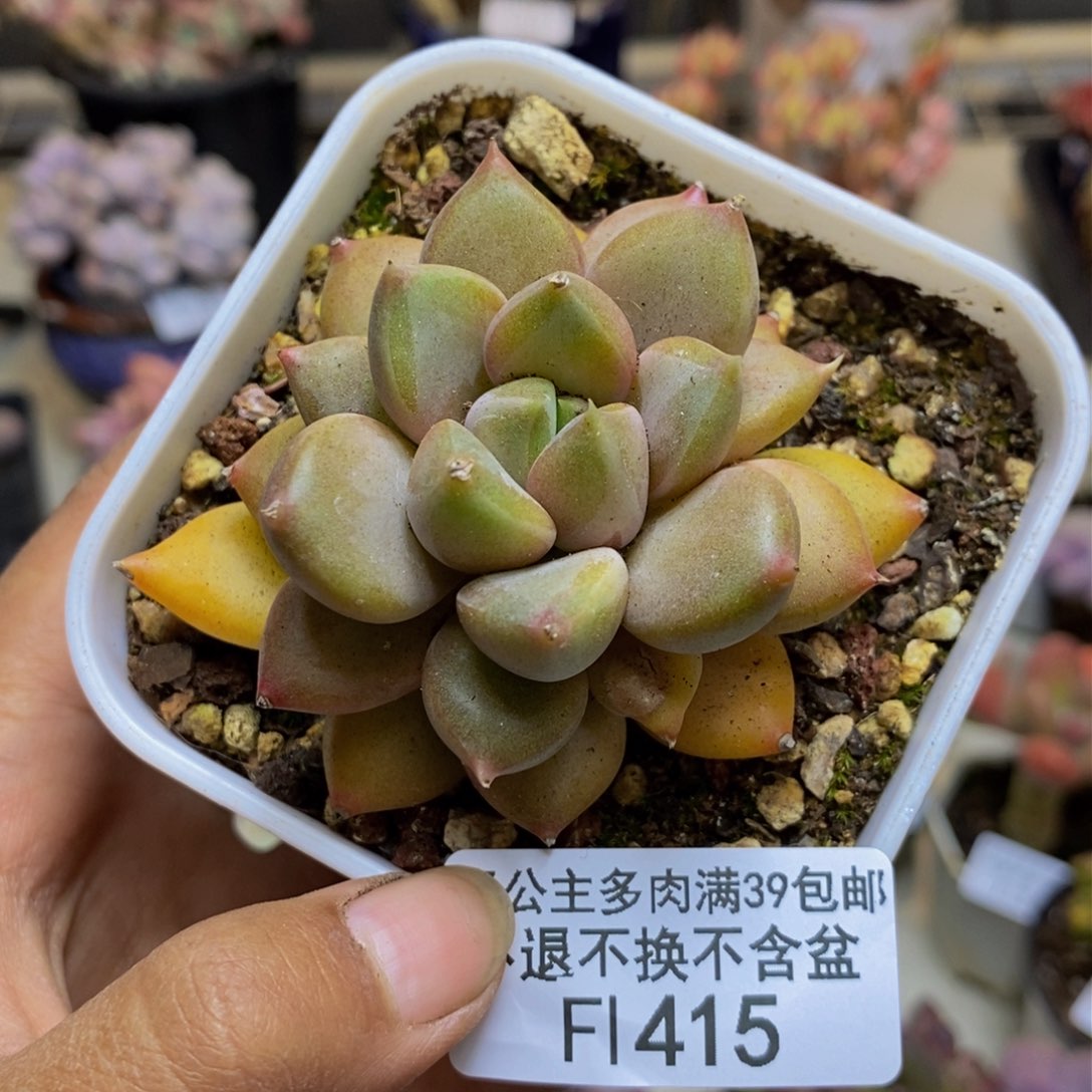 415黄金象牙多肉5c m