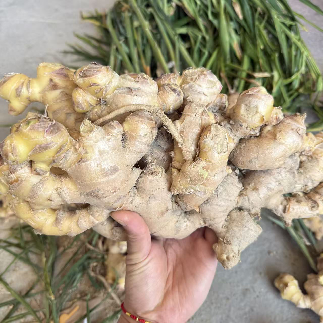 汕尾宝楼农户生姜