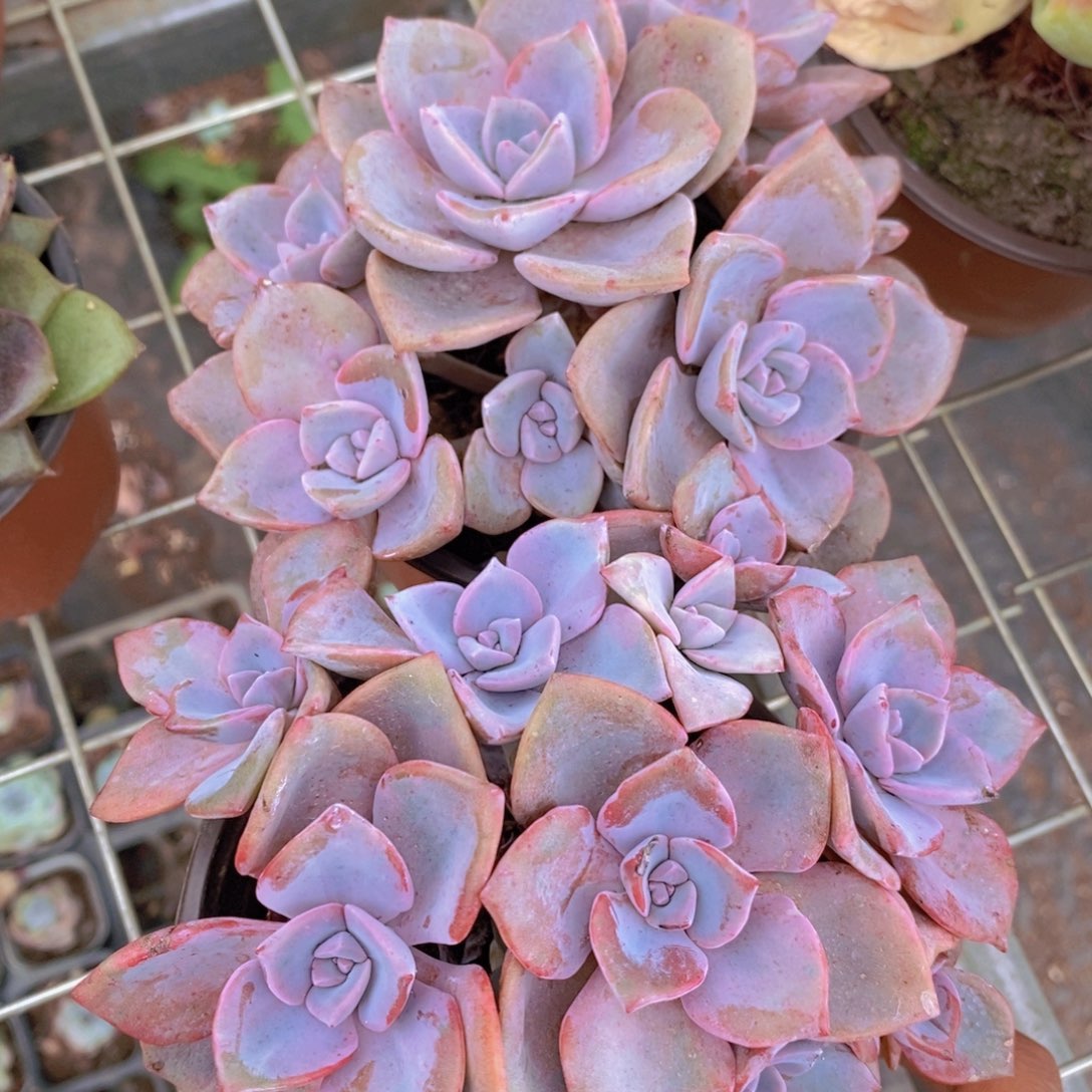 彩虹糖精控精养两盆
