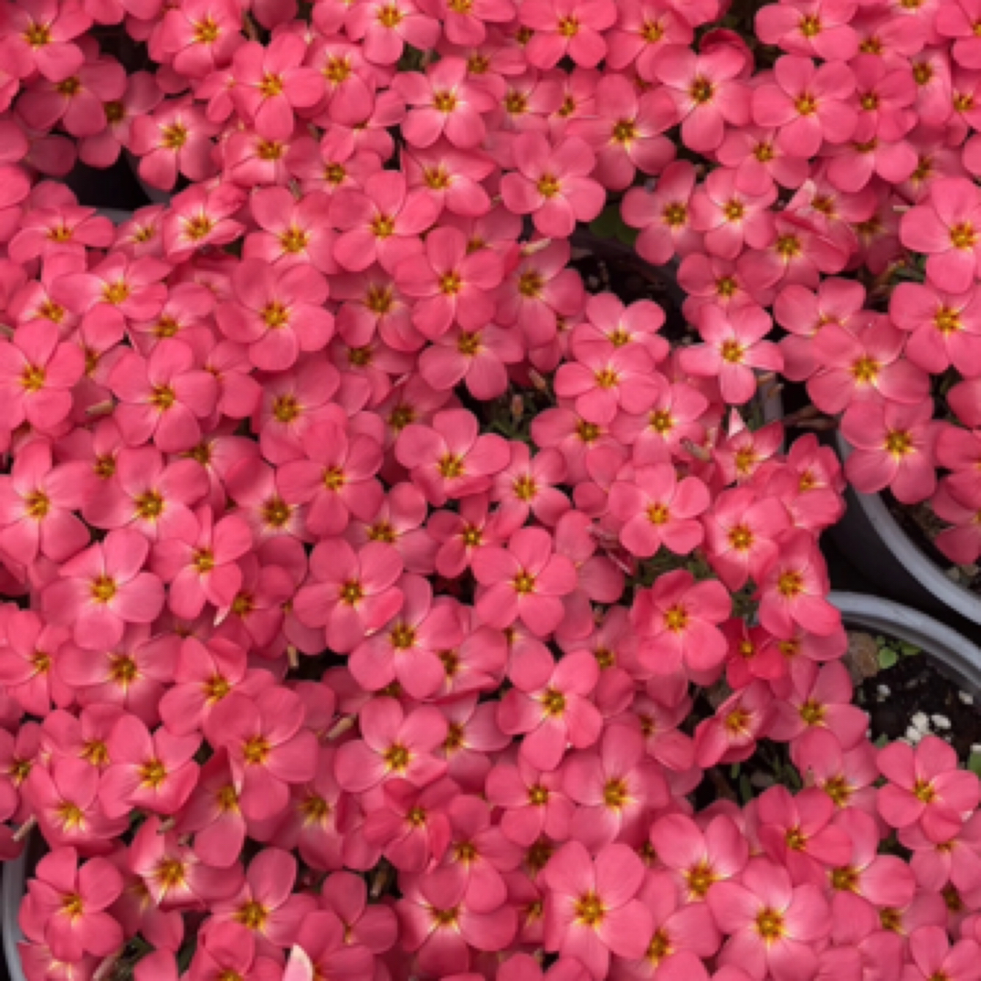 酢浆草【包邮】Oxalis Sweet potato  薯红