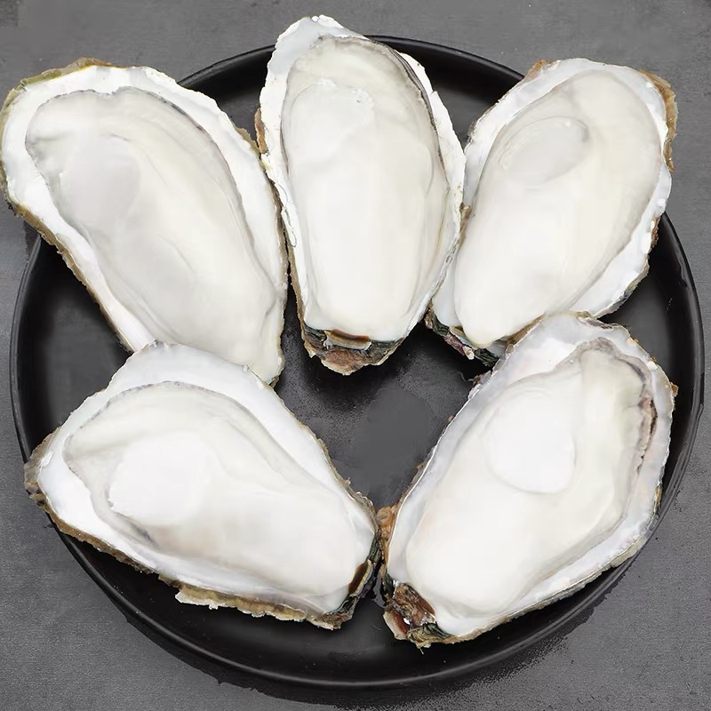 【只发新疆】乳山生蚝壳薄肉肥可刺身清蒸烧烤新鲜牡蛎3+净重共3KG