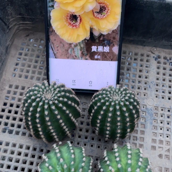 黄黑喉丽花无根4cm一个