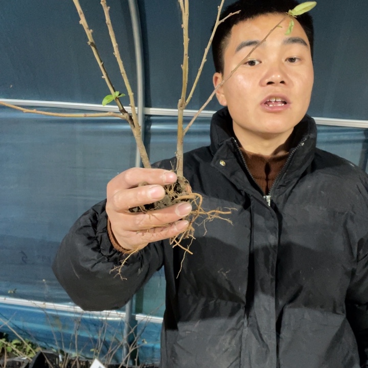 宴海棠花一颗苗一颗