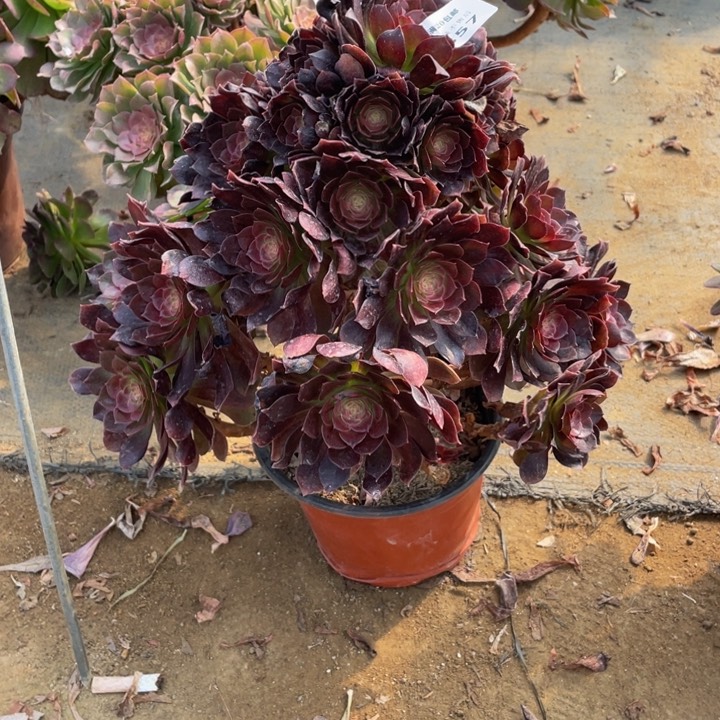 357黑美人断枝法师多肉断枝不售后