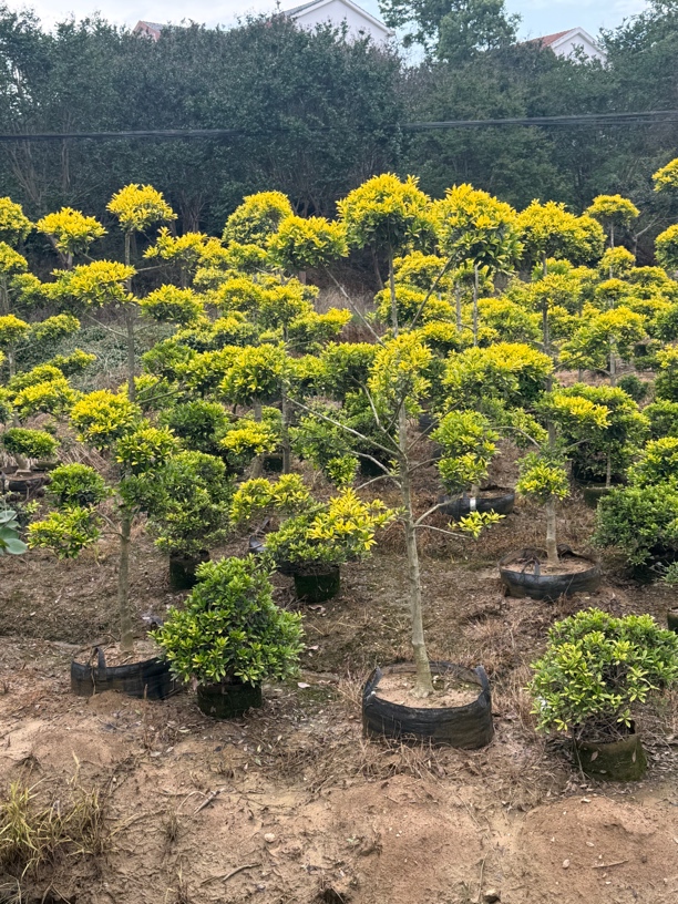 造型树黄金枸骨棒棒糖庭院植物适合花园种植