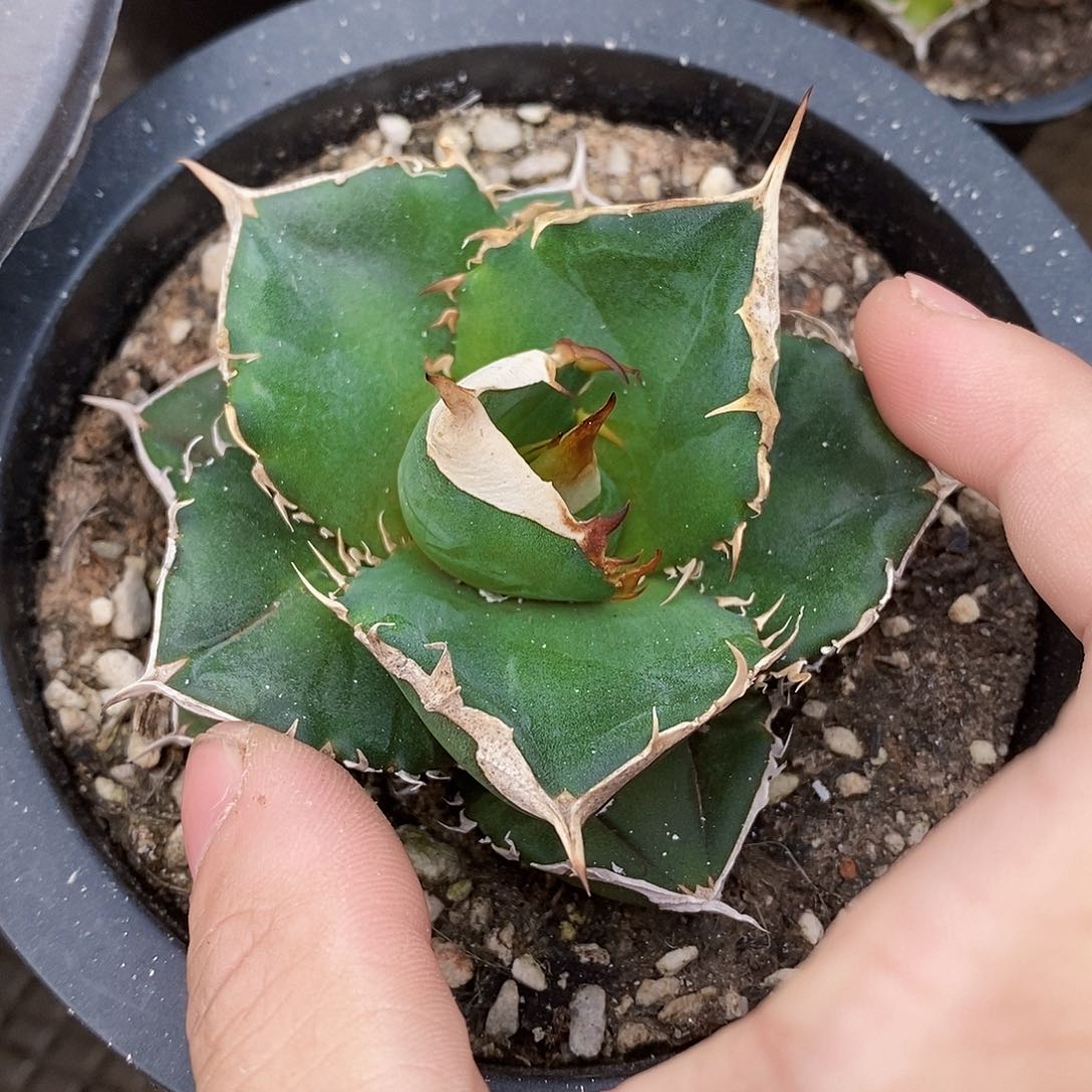 多肉植物龙蛇兰植物