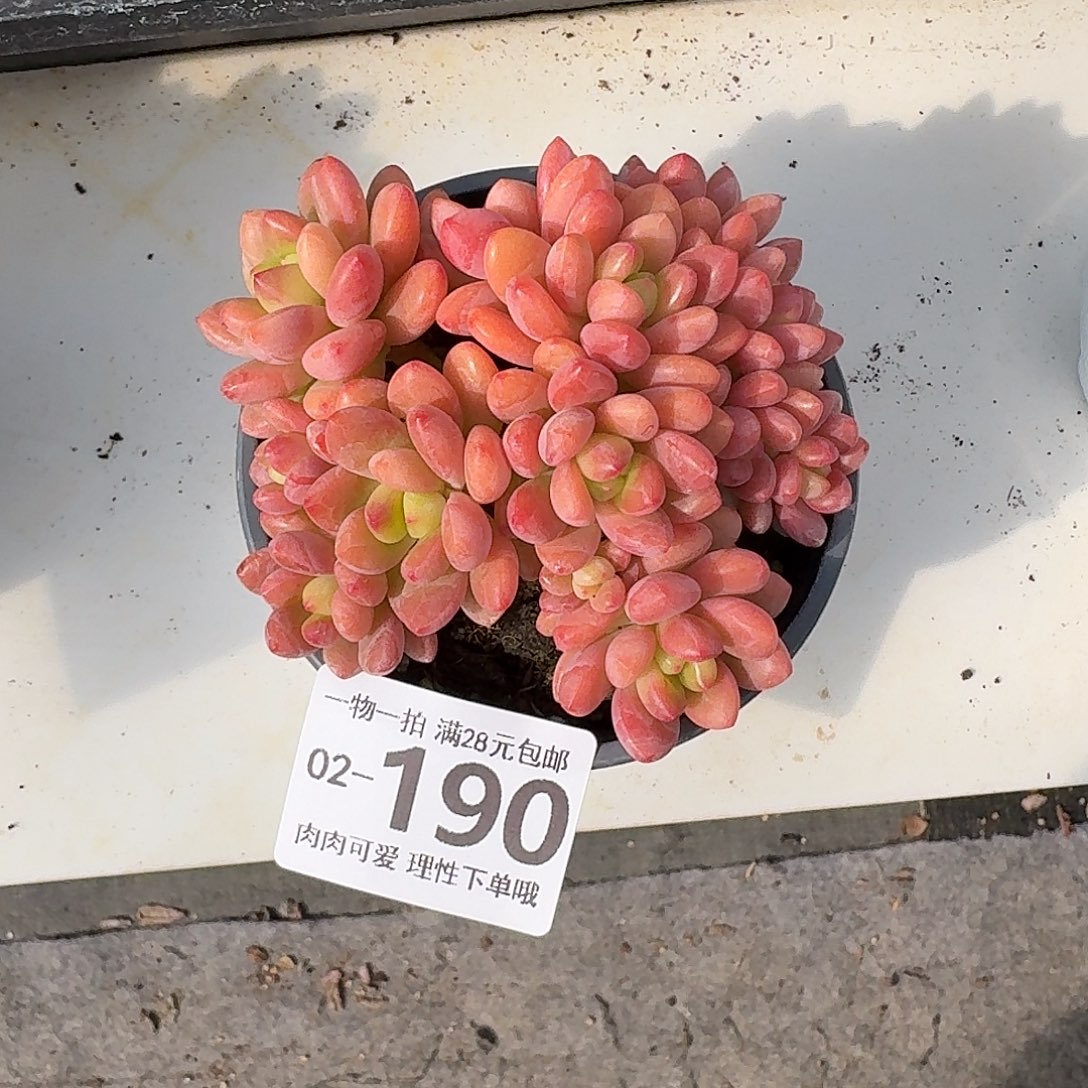 香格里拉无盆土发货无盆