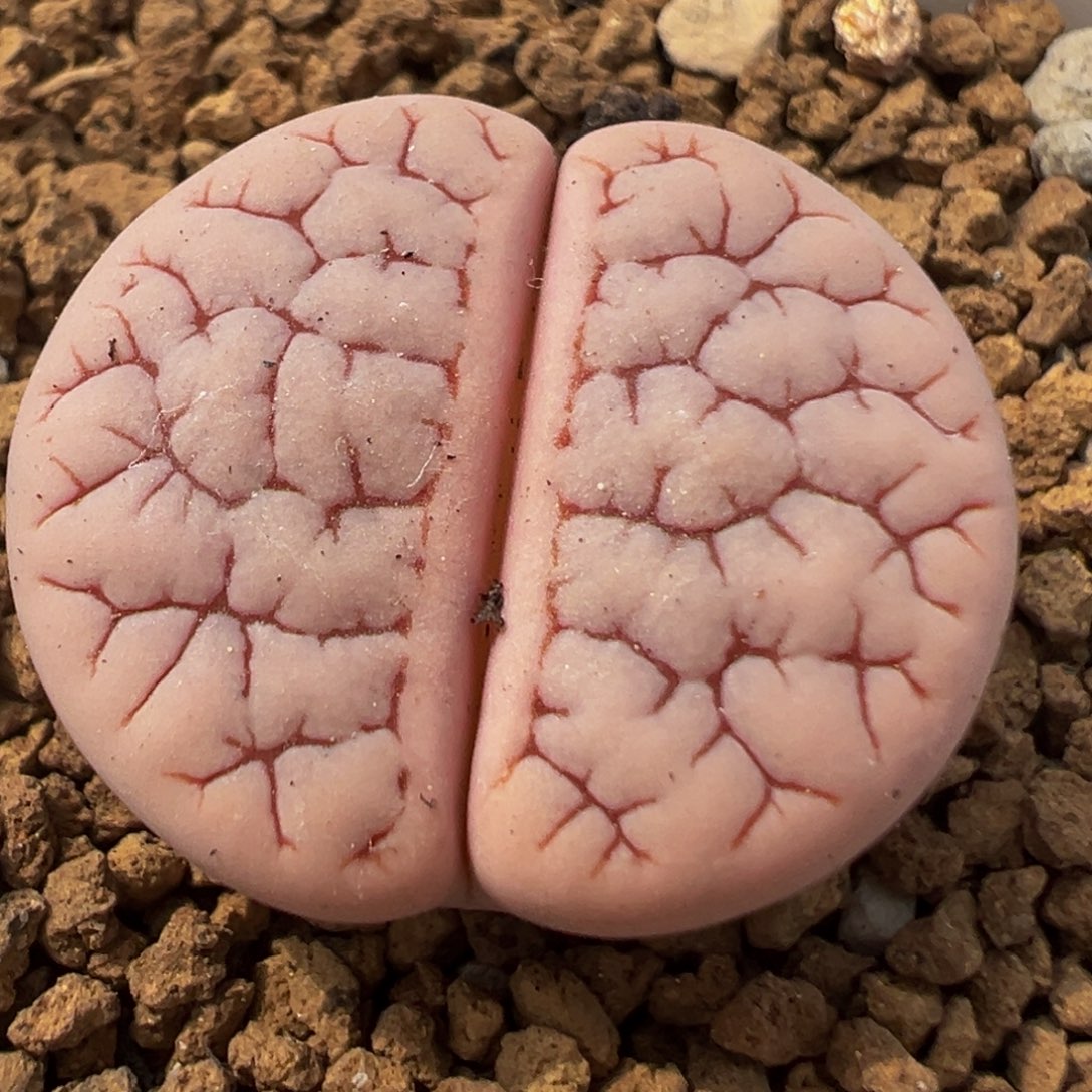 84多肉植物百科知识