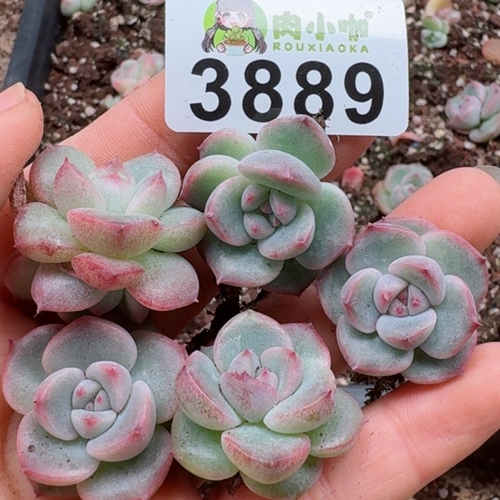 多肉植物多肉植物