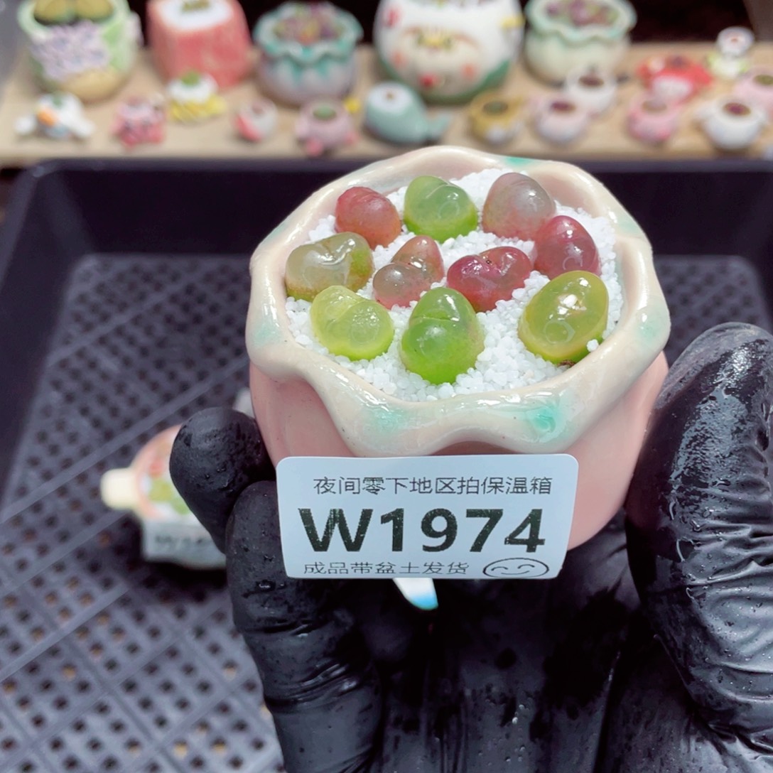 夜间零下地区拍保温箱w1974