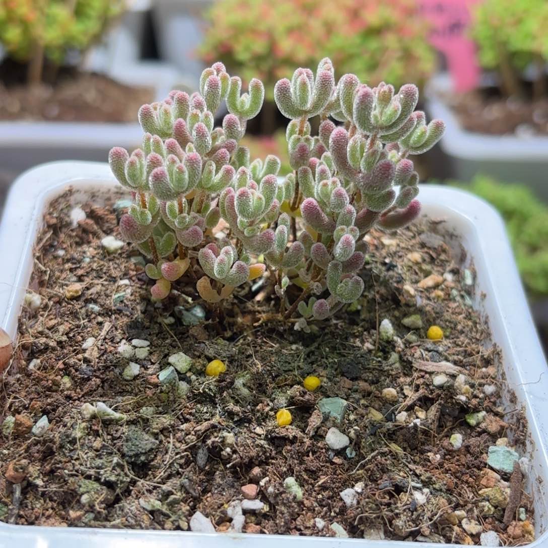 枝干番杏紫晶G151带土