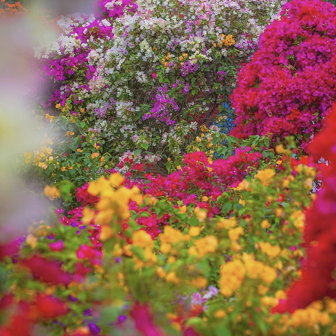 23 【梦幻彩花】四季开花勤花落花落叶不售后一个月内换盆不售后