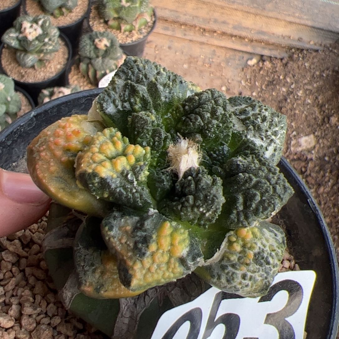 龟甲牡丹锦仙人球053