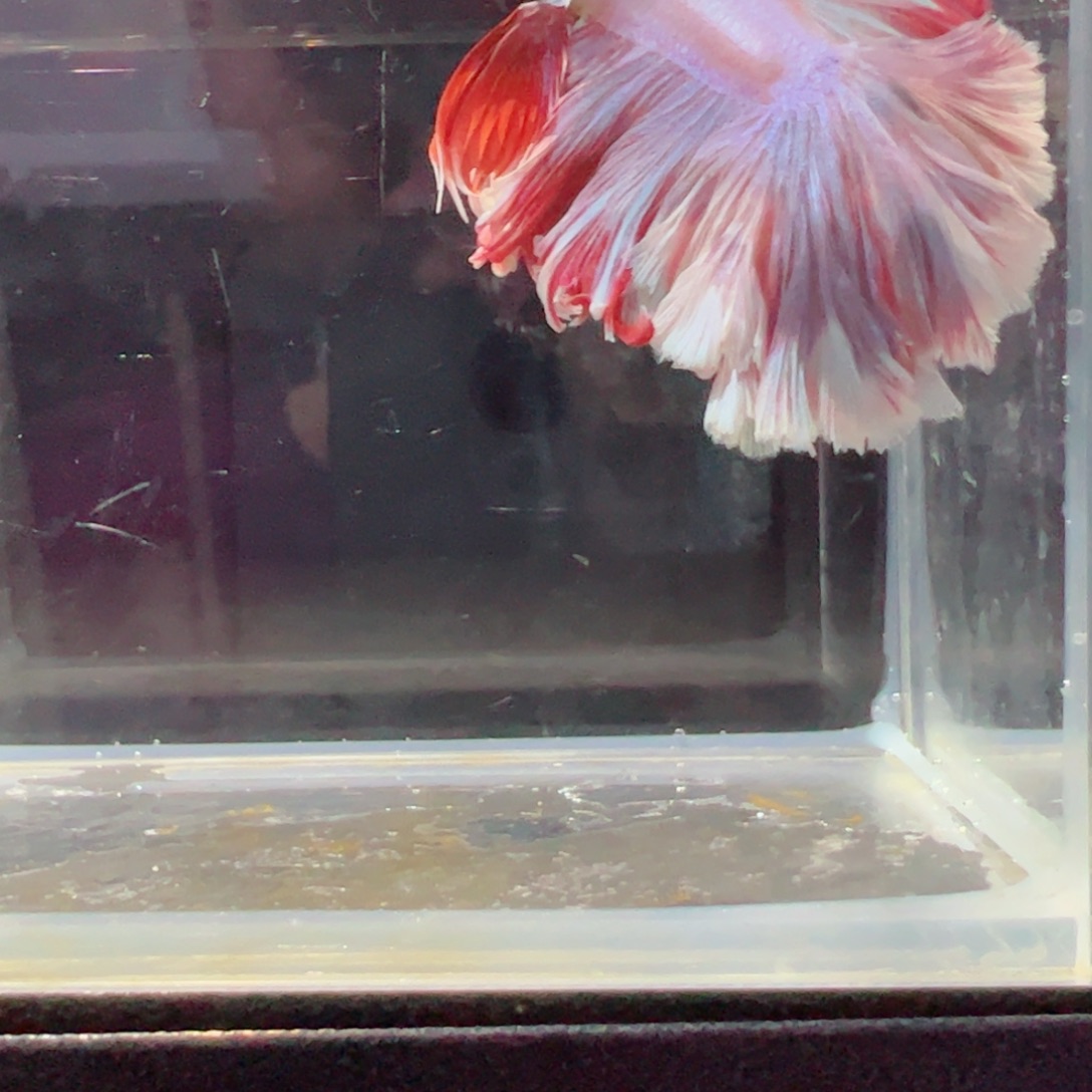 斗鱼浅色特殊尾hhhh