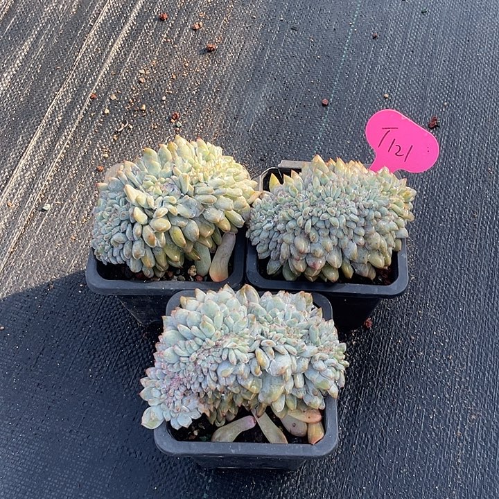 三盆石榴子星影缀化121