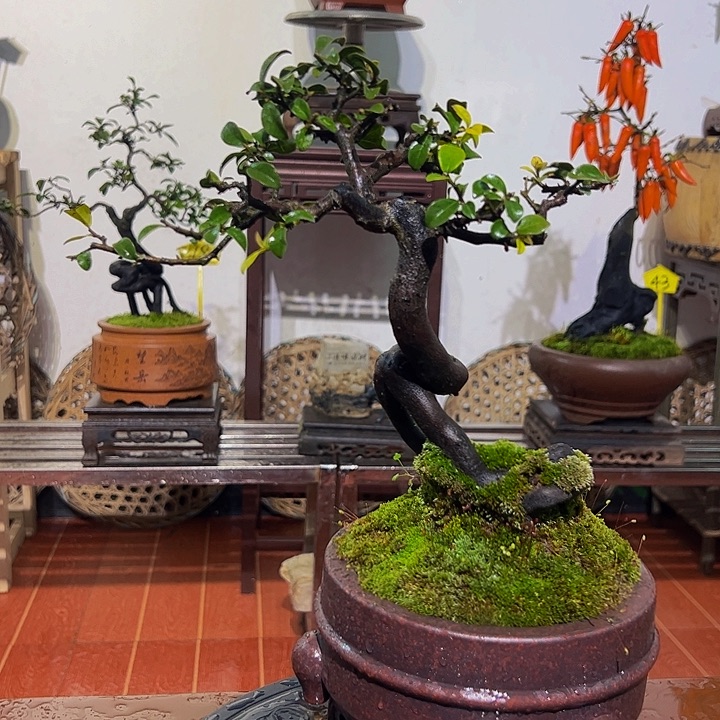 完全开放金弹子盆景一物一拍