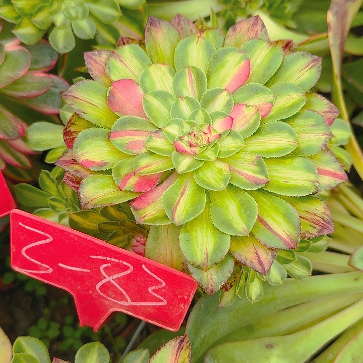 3-83知否多肉法师