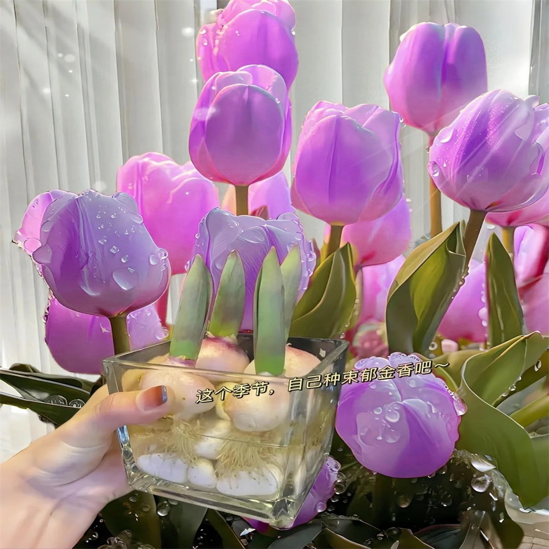 进口盆栽水培郁金香已春化郁金香种球开花种子重瓣阳台种植多年生