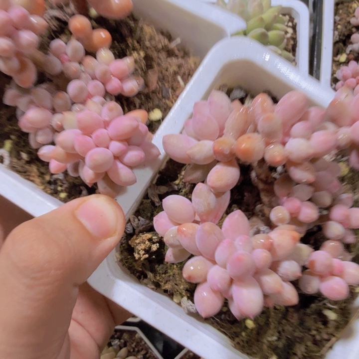 韩版婴儿手指一颗