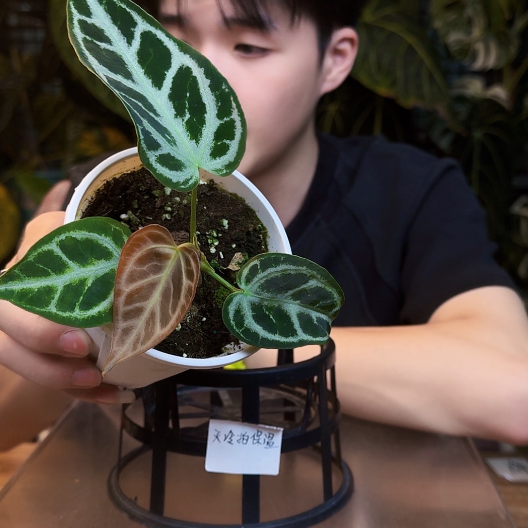 完全开放V70黑刷子杂闪电撕裂纹