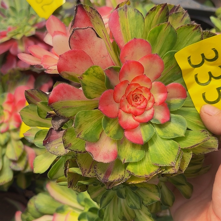 哈哈多肉葡萄福利来335