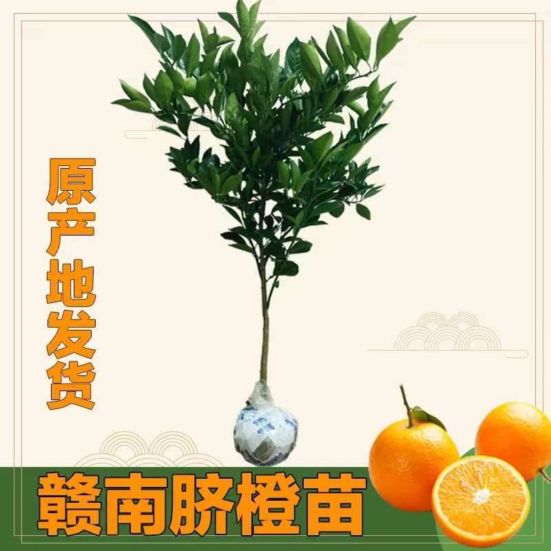 江西赣南脐橙树苗纽荷尔黄肉橙子树苗一物一拍