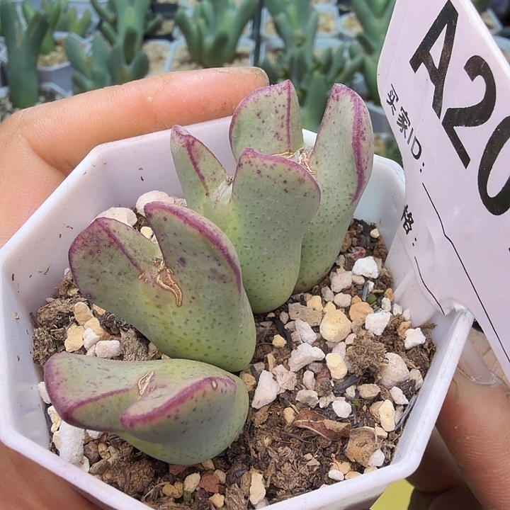 207。满38包邮肉锥