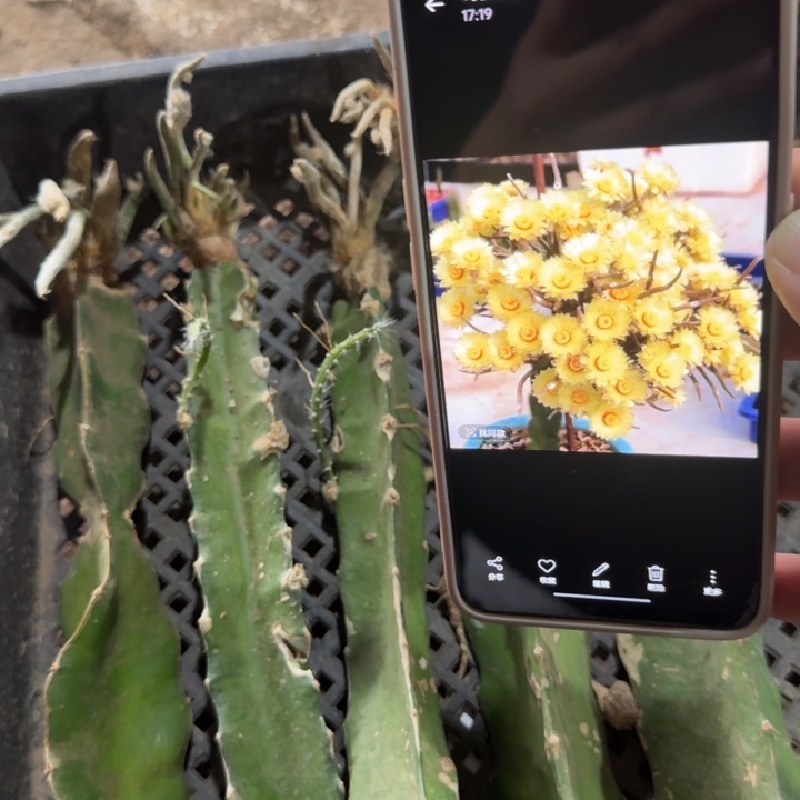 202嫁接美杜莎柱子瘦掉枝条无售后软，20包邮