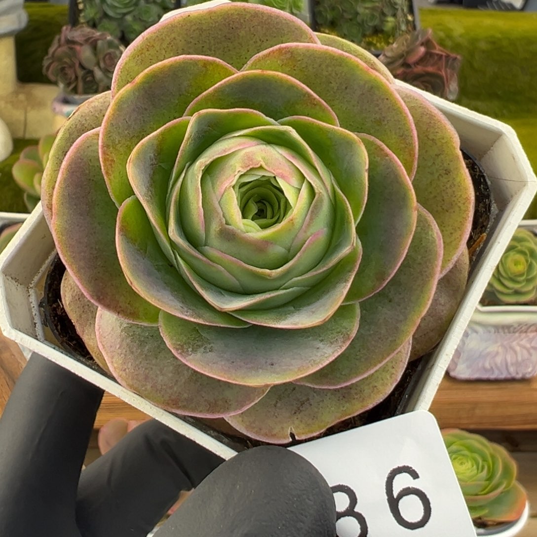 汪***溯686优选血斑基因5.8厘米