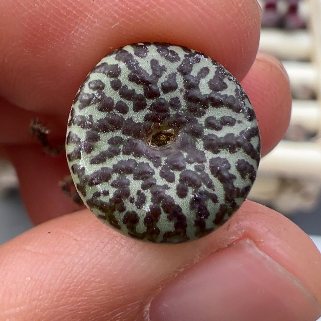 12.31好看的多肉脱土发货063