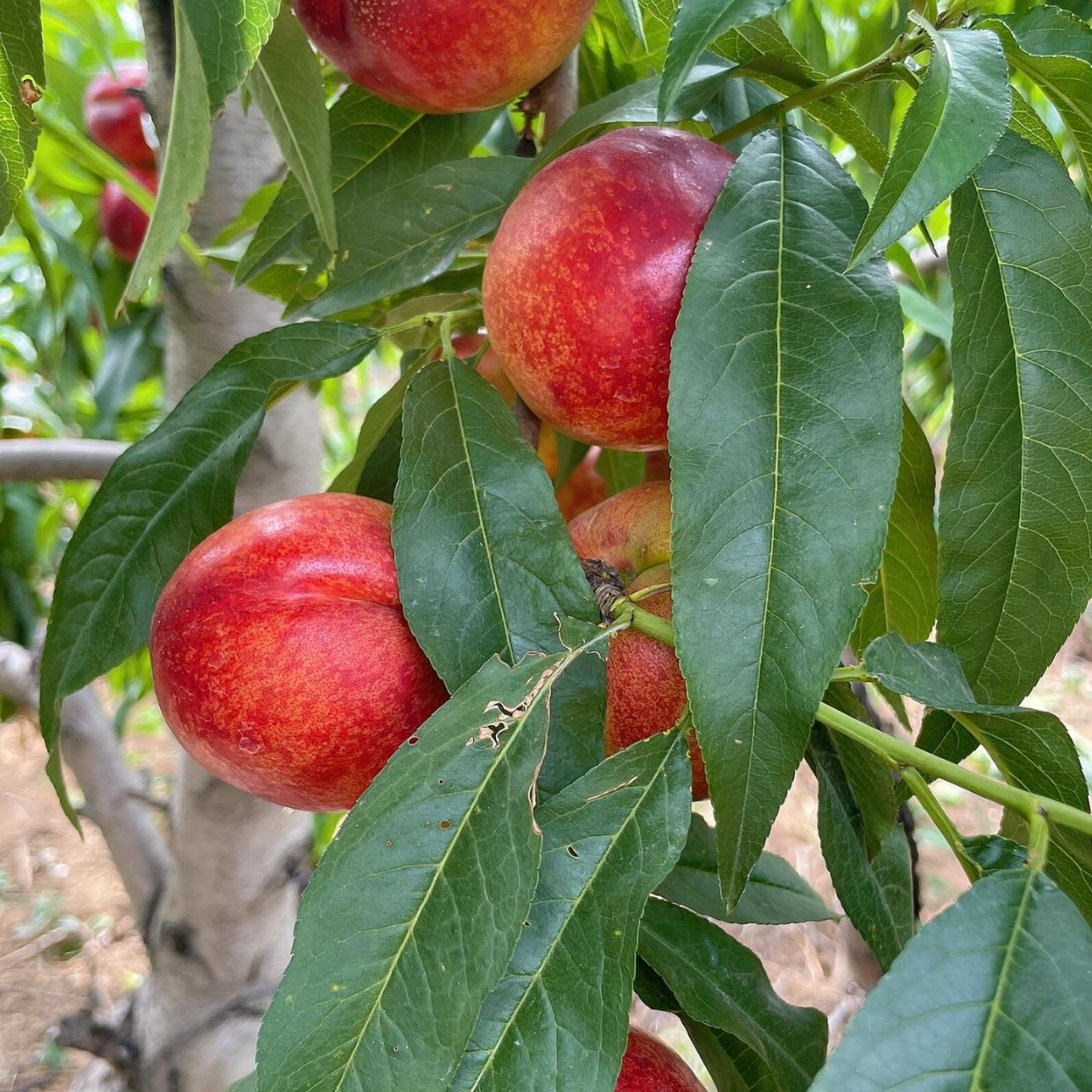 【次日达】新疆吐鲁番油桃2公斤净重包邮到家当季新鲜水果桃子新疆维吾尔自治区