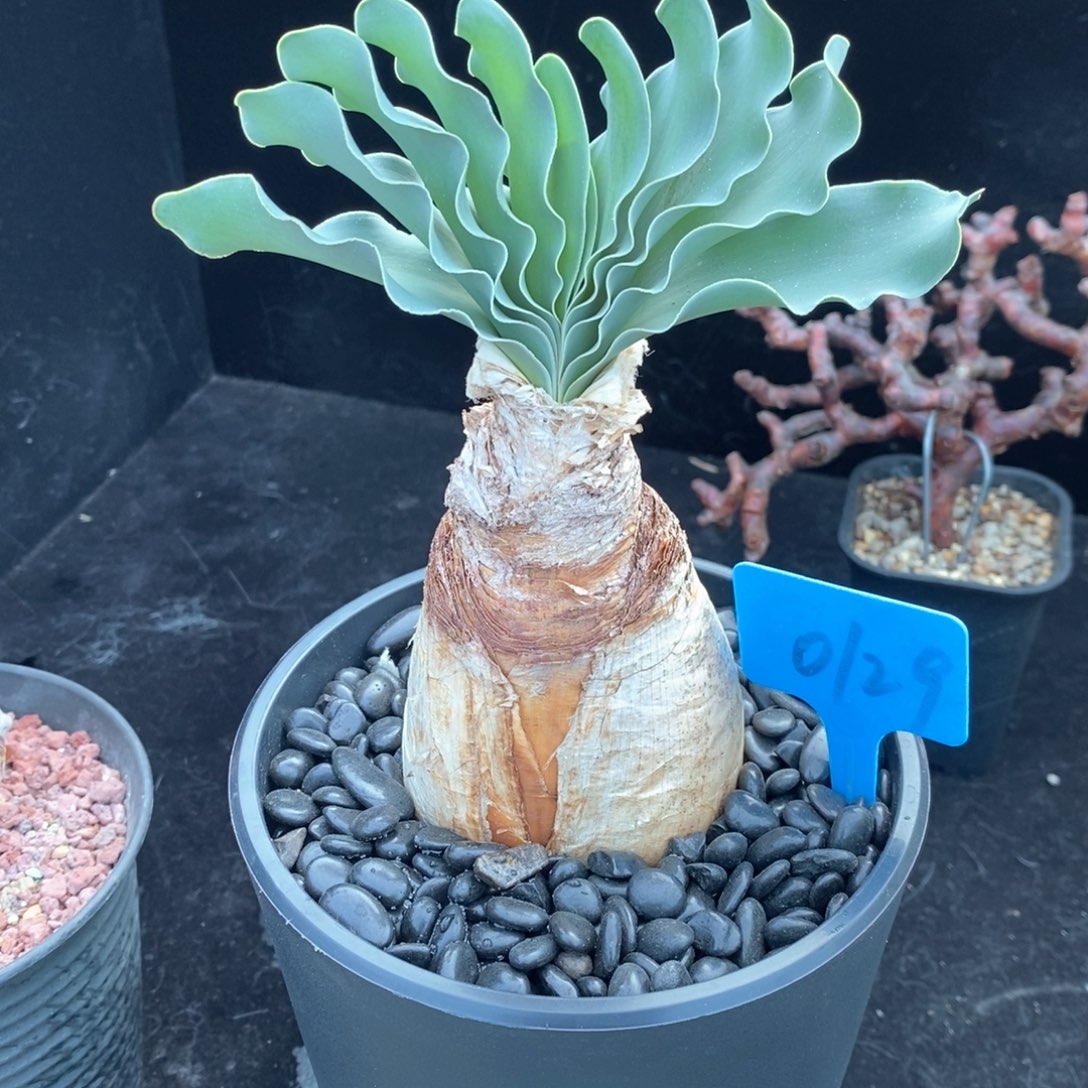 巨凤之卵多肉植物