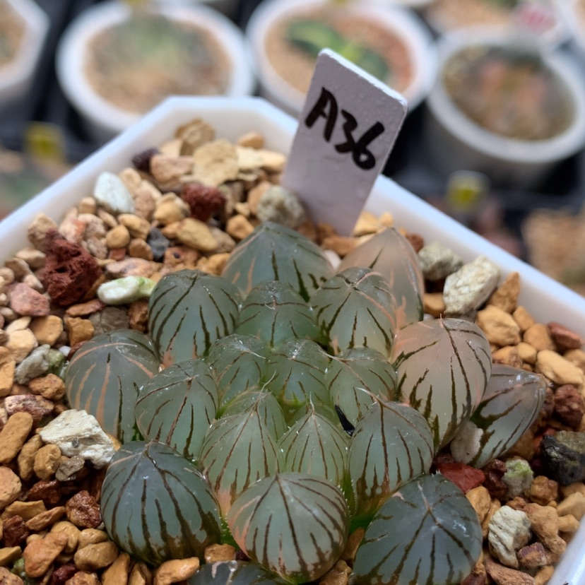 【闪购商品】36霓虹灯多肉