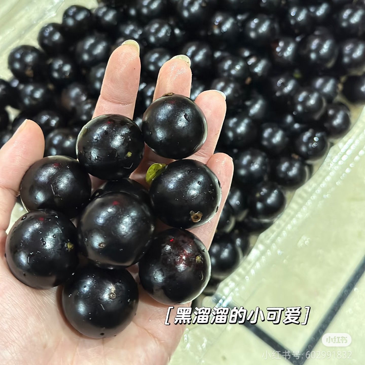 嘉宝果，长在树上的葡萄一份约一斤