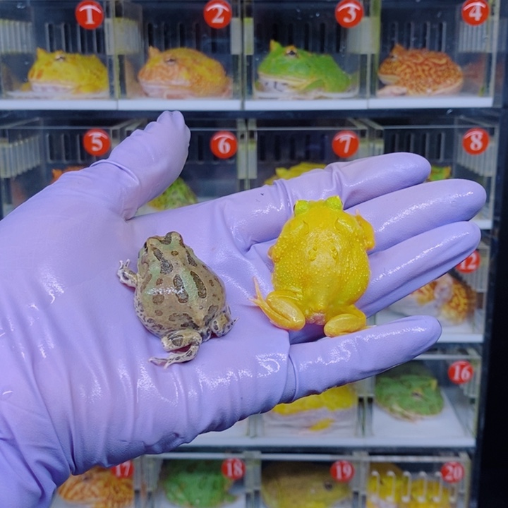 角蛙恭喜发财大吉大利