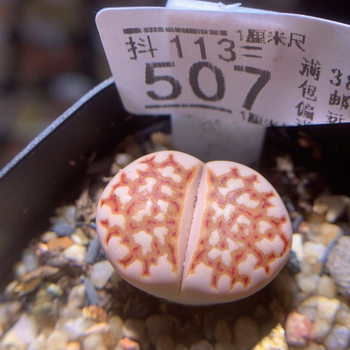 精品生石花113.507