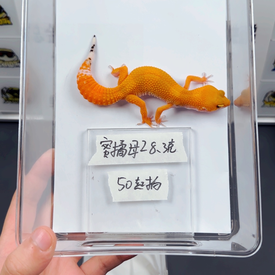 豹纹守宫蜜橘妹妹