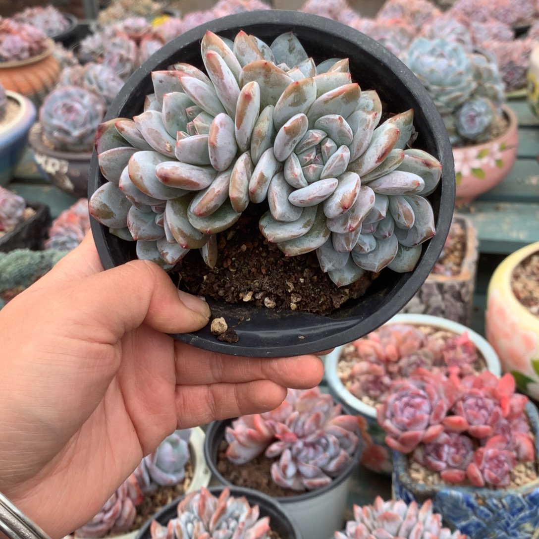 无花朵哈哈哈哈哈哈哈哈哈20