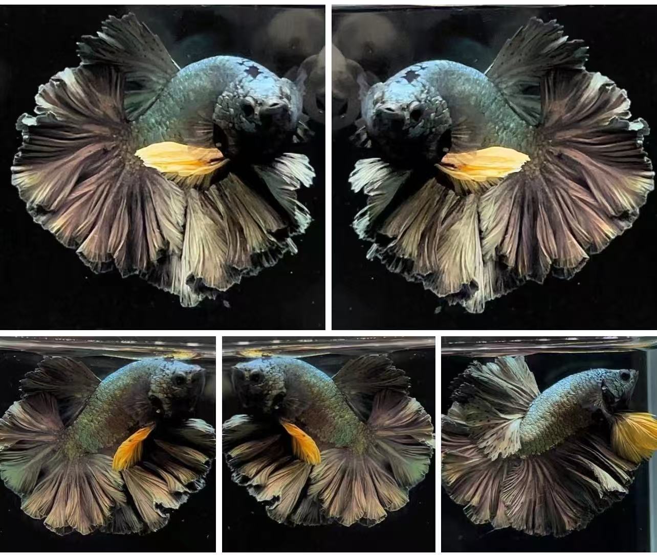 (第15版)直播选鱼352~375好养耐活的半月斗鱼婚纱热淡水观赏鱼