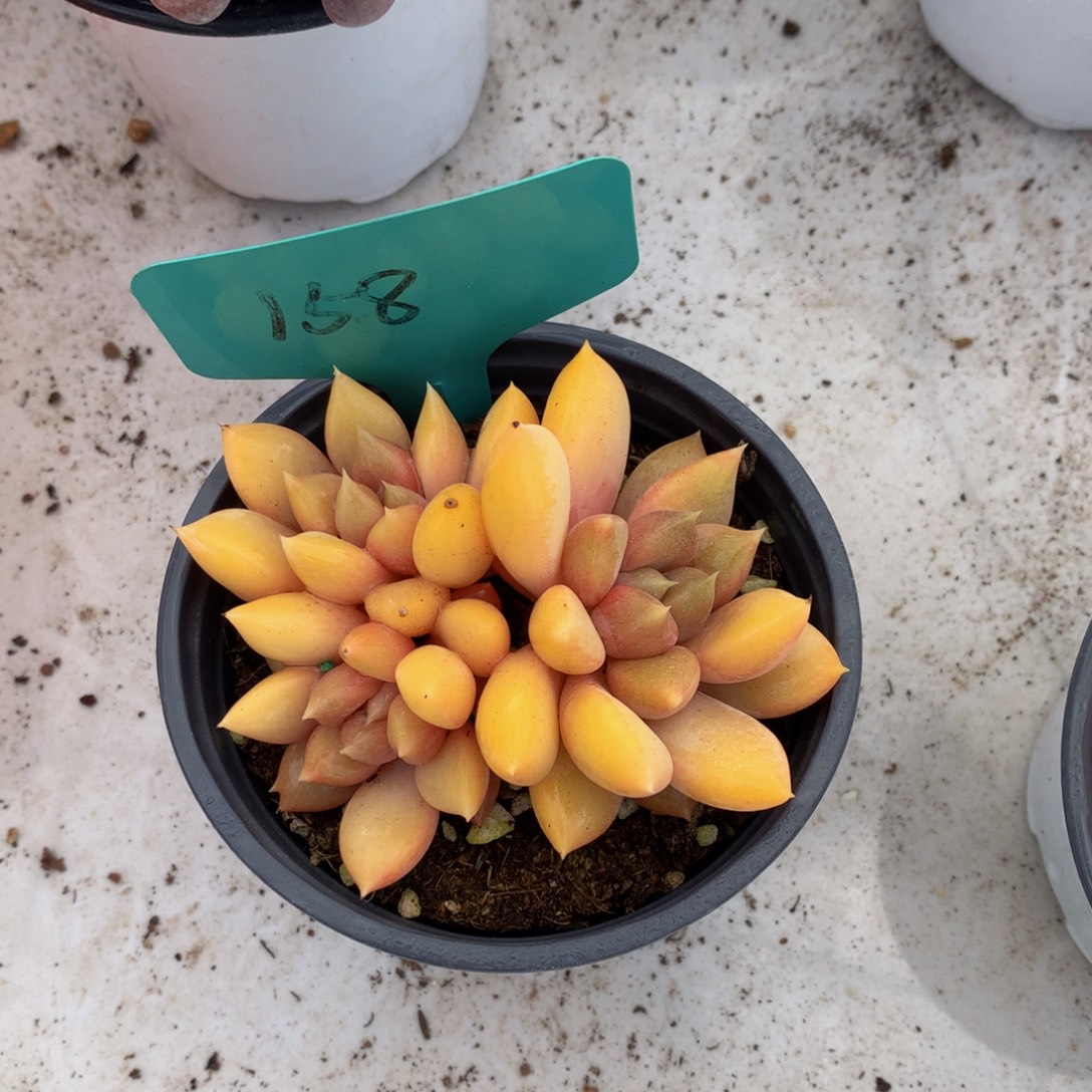 红象牙6262626262626