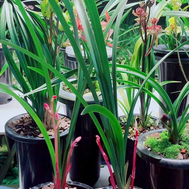 芳***深完全开放一物一漂亮开花