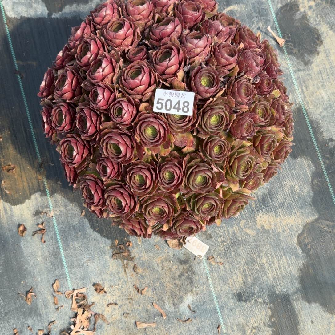 立*万圣节多肉植物5048