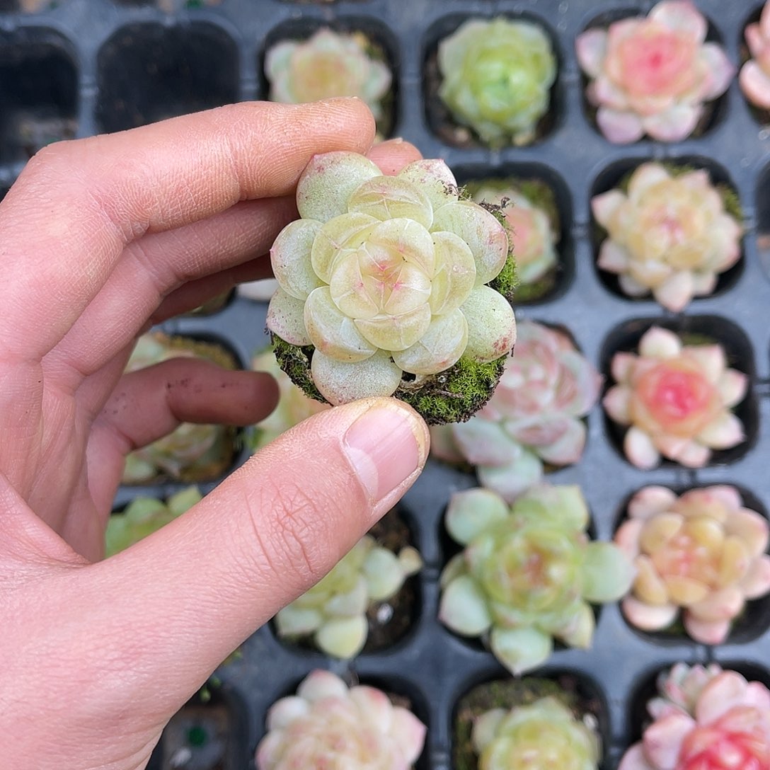 多肉一物一拍22-155