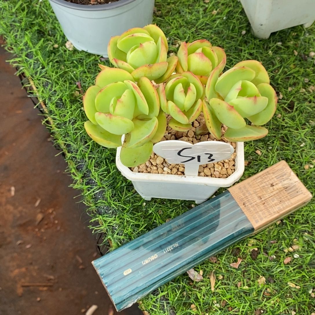 汤***兒碧桃群有砍多肉植物