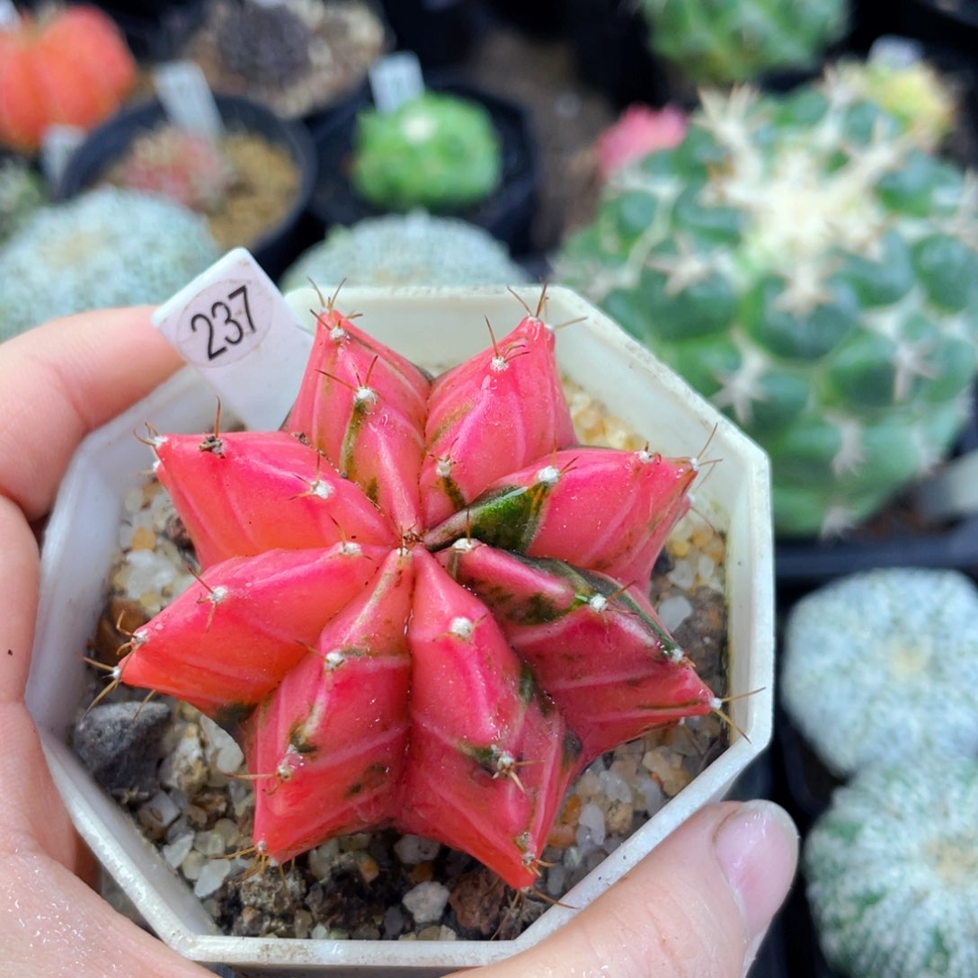 盆5公分满25包邮裸根发货